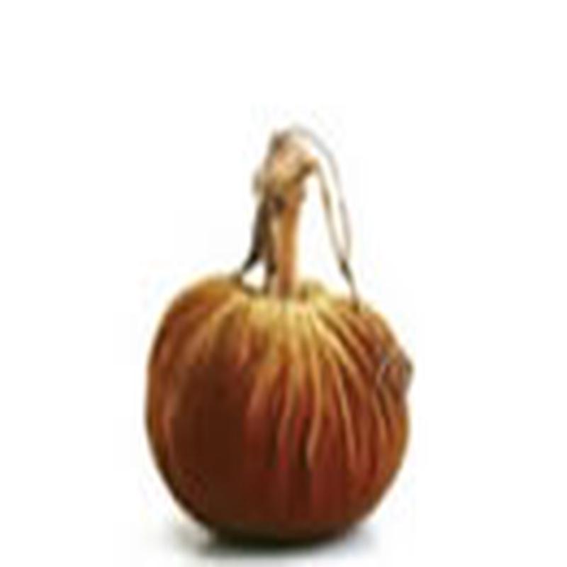 Curry Pumpkin 8"